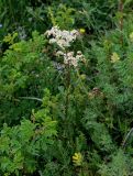 Filipendula vulgaris