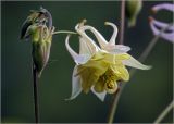 Aquilegia vulgaris