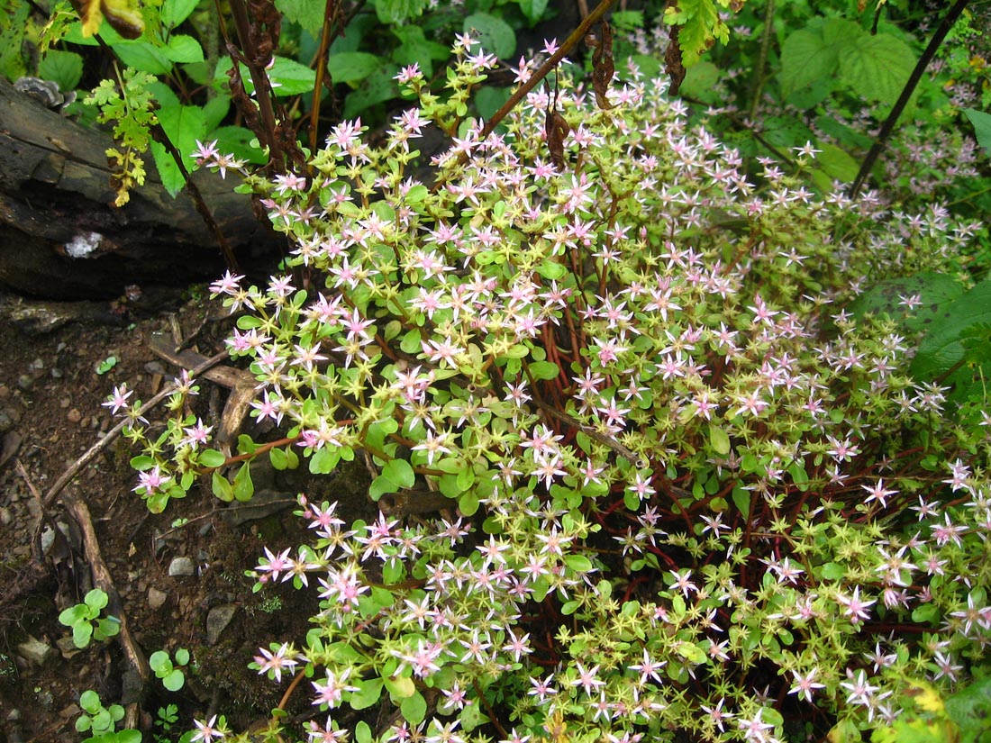 Изображение особи Sedum stoloniferum.