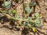 Medicago littoralis. Верхушка побега с оцветиями и соплодиями (видна абаксиальная поверхность листьев). Испания, автономное сообщество Каталония, провинция Жирона, комарка Баш Эмпорда, муниципалитет Паламос, формирующаяся дюна. 18.04.2024.