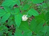 Actaea erythrocarpa