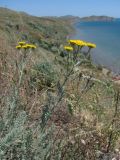 Tanacetum achilleifolium