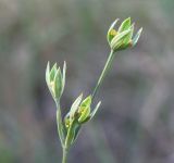 Bupleurum tenuissimum