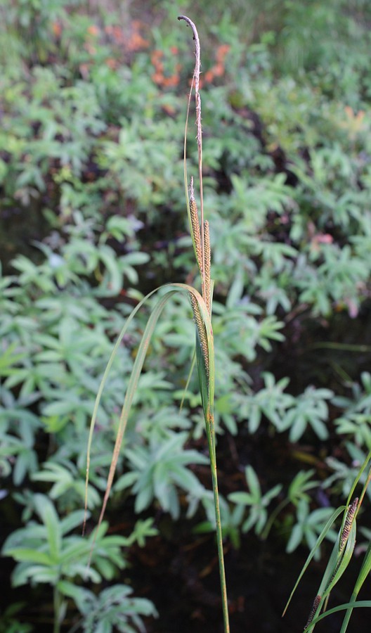 Изображение особи Carex aquatilis.