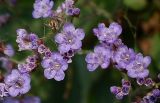 Limonium scoparium. Цветки. Ростовская обл., Азовский р-н, побережье Таганрогского залива, устье р. Кагальник, окр. с. Займо-Обрыв. 31.08.2011.