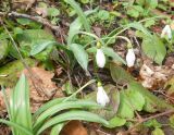 Galanthus plicatus