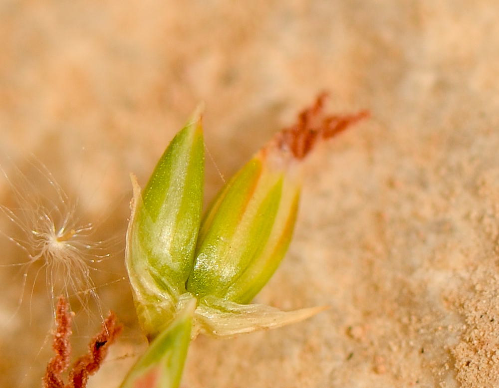 Изображение особи Juncus arabicus.