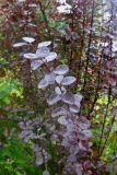 Berberis × ottawensis