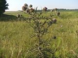 Cirsium polonicum