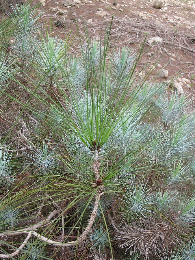 Изображение особи Pinus canariensis.