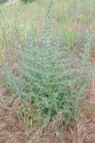 Echium biebersteinii