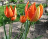 Tulipa hageri