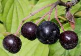 Aronia melanocarpa