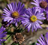 Aster amellus