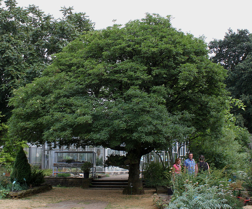 Изображение особи Fraxinus ornus.