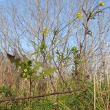 Sisymbrium loeselii. Верхушка цветущего и плодоносящего растения. Краснодарский край, Крымский р-н, окр. хут. Майоровский, пойменный луг р. Абин. 17.11.2013.