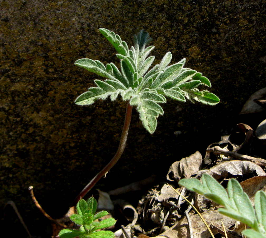 Изображение особи Geranium tuberosum.