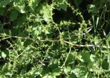 Asparagus acutifolius