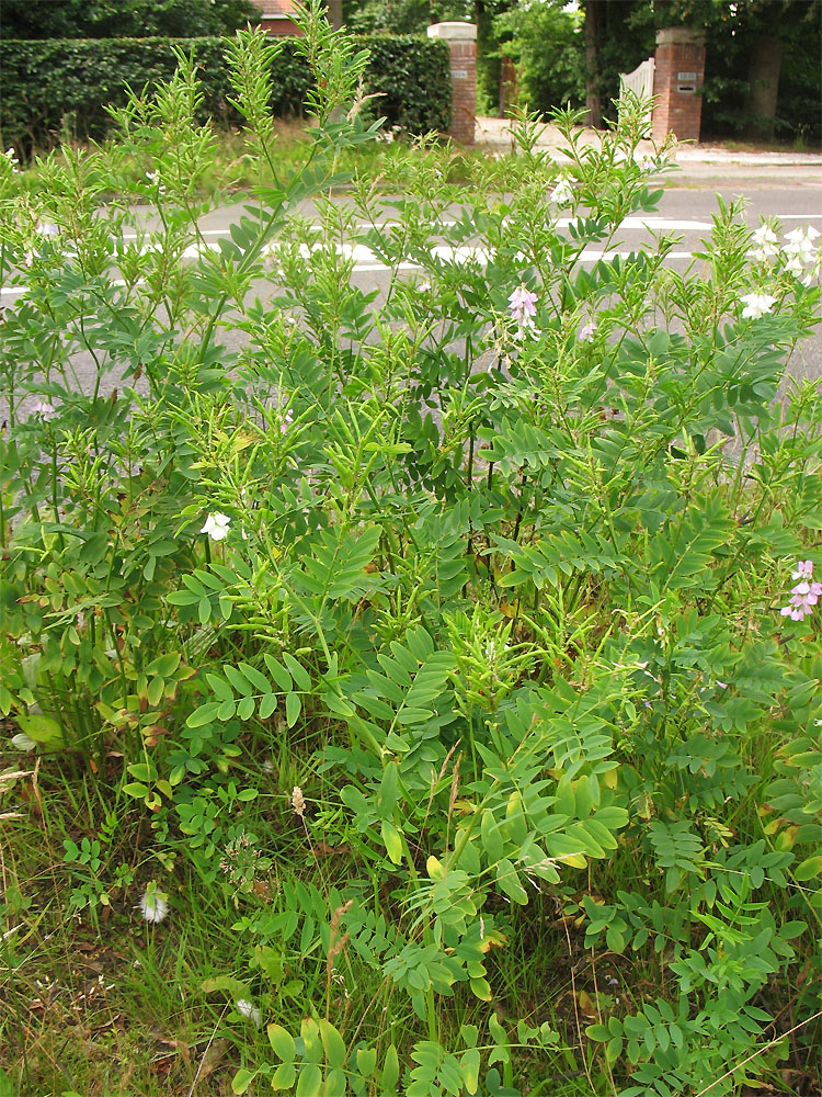 Изображение особи Galega officinalis.