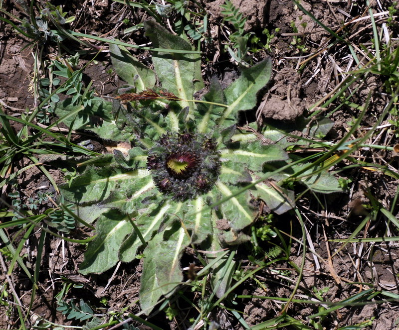 Изображение особи Inula rhizocephala.