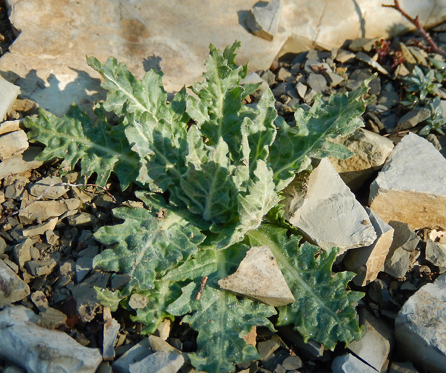 Изображение особи Hyoscyamus niger.