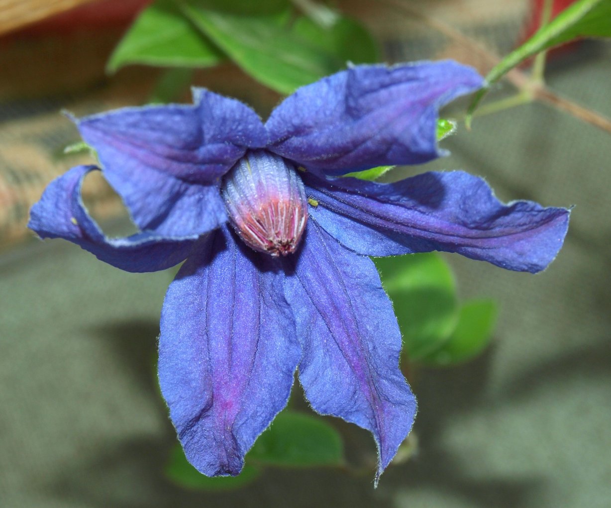 Изображение особи род Clematis.