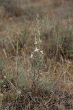 Delphinium camptocarpum. Цветущее растение. Южный Казахстан, восточная граница пустыни Кызылкум. 30.04.2015.