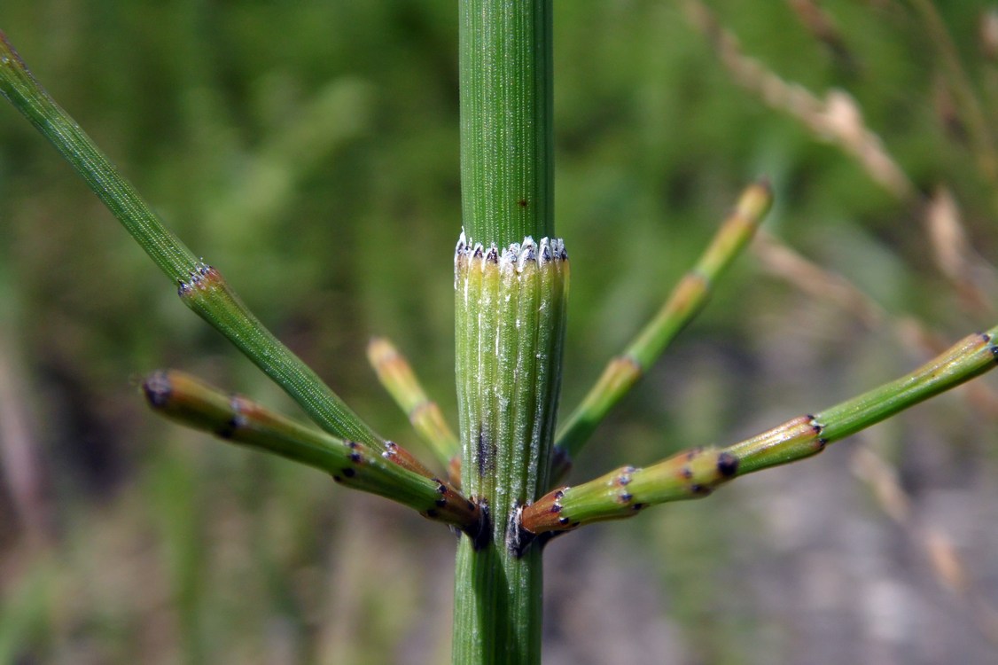 Изображение особи Equisetum ramosissimum.