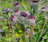 Arctium tomentosum. Верхушки цветущих побегов. Ямало-Ненецкий автономный округ, г. Надым, городская свалка. 7 августа 2013 г.