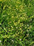 Ranunculus sardous