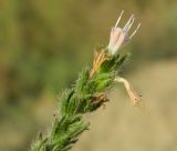 Echium biebersteinii. Отцветающий побег. Крым, городской округ Феодосия, окр. пгт Коктебель, глинистый оползень на склоне холма. Июль 2016 г.