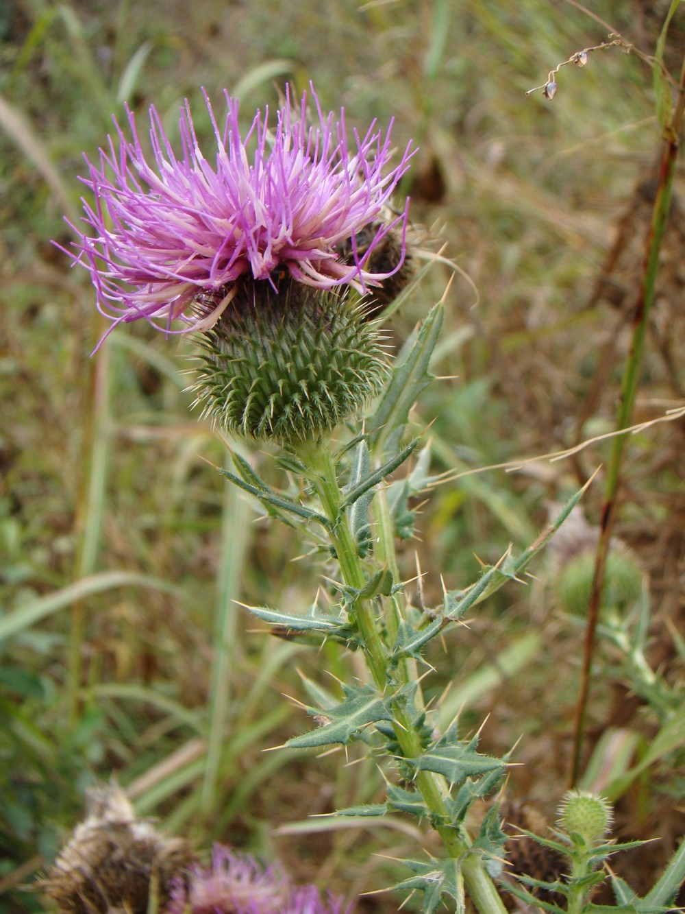 Изображение особи Cirsium serrulatum.