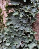 Lobaria virens