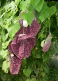 Aristolochia gigantea