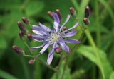 Lactuca sibirica