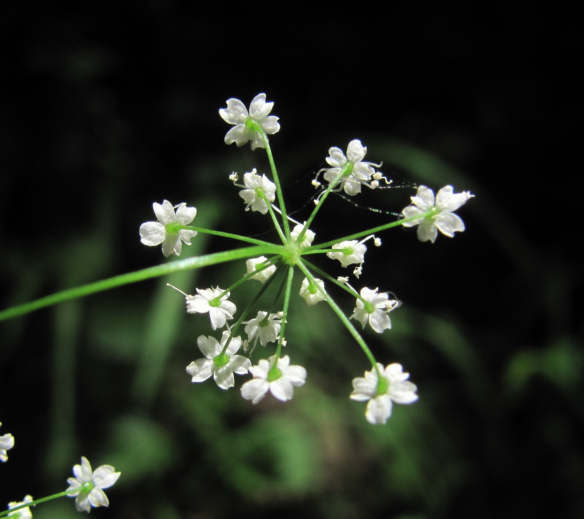 Изображение особи Pimpinella tripartita.