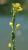 Myagrum perfoliatum