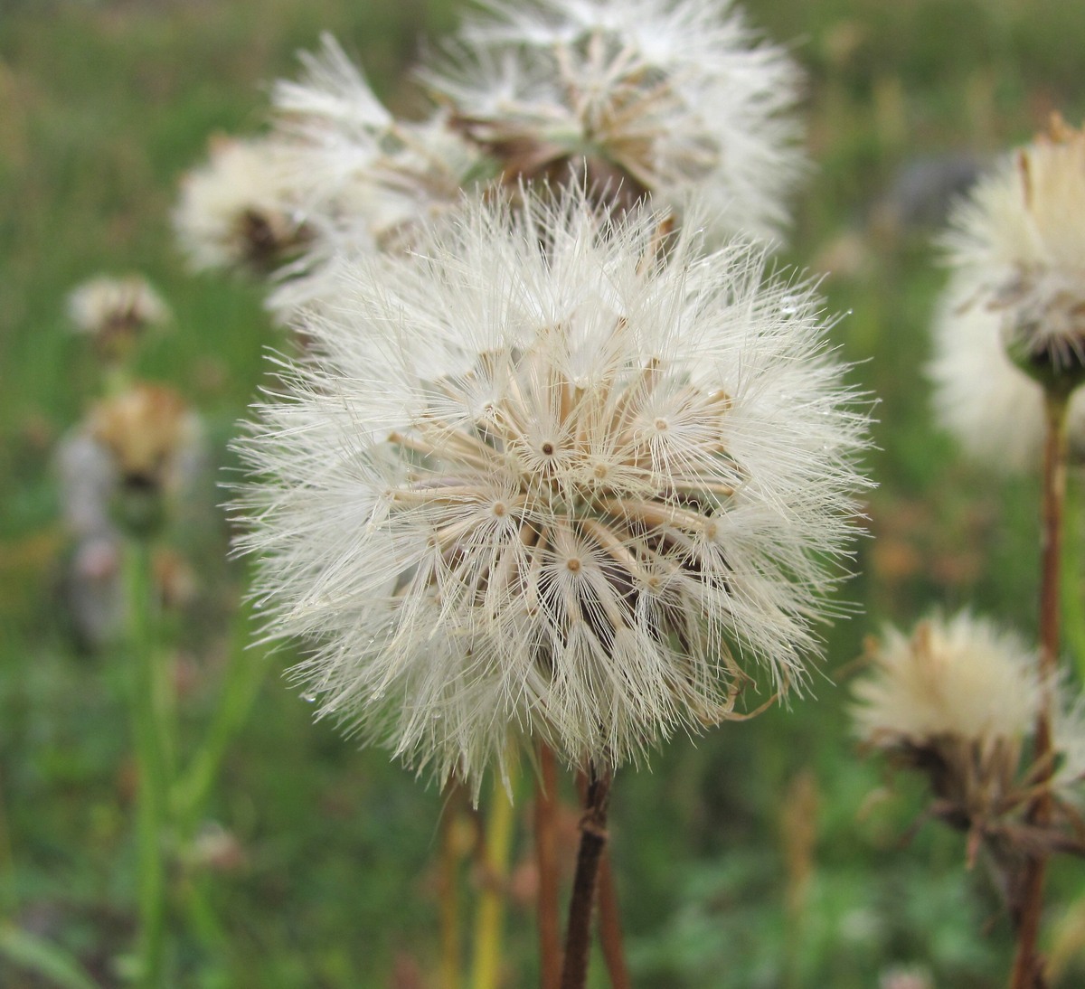 Image of Senecio taraxacifolius specimen.