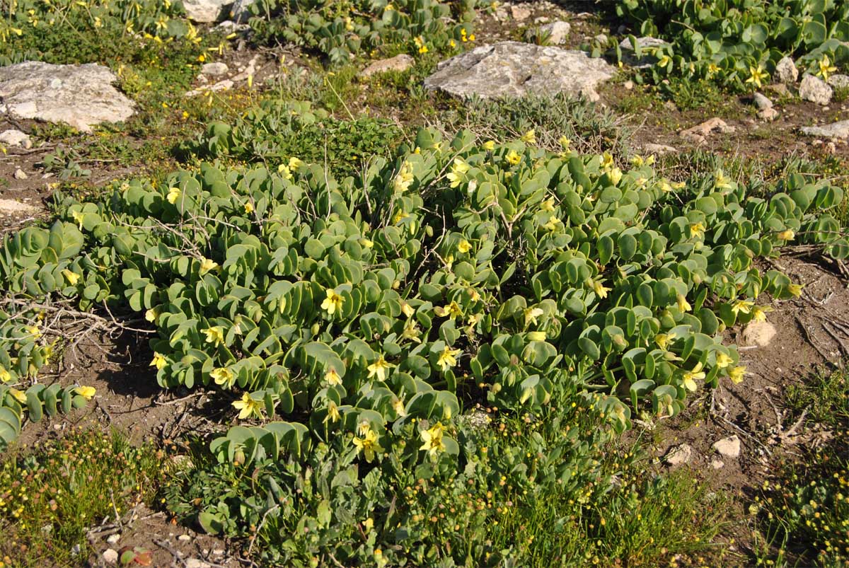 Image of Roepera cordifolia specimen.