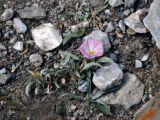 Convolvulus lineatus. Цветущее растение. Таджикистан, Фанские горы, ущелье Куликалон, ≈ 2700 м н.у.м., каменистый сухой склон. 04.08.2017.