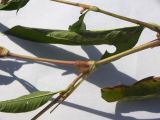 Persicaria lapathifolia