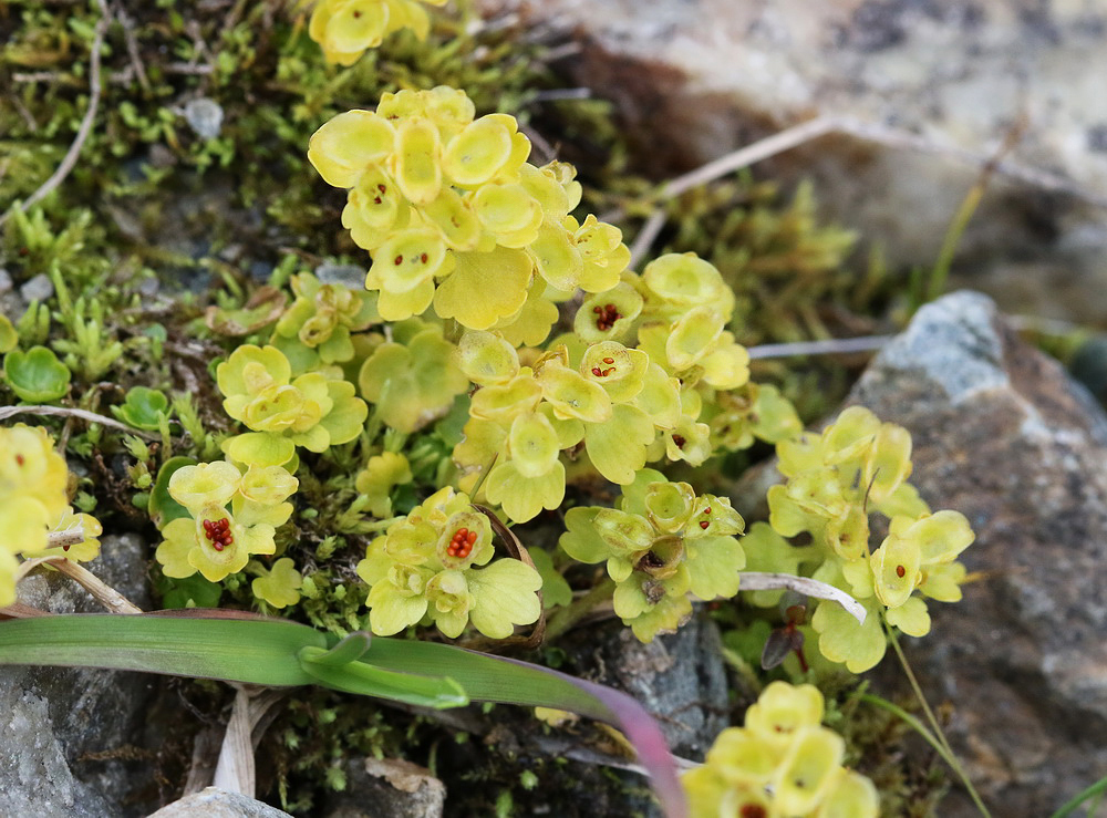 Image of genus Chrysosplenium specimen.