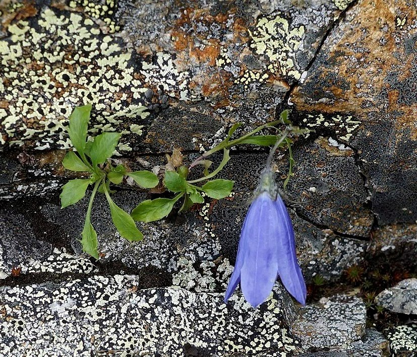 Изображение особи Campanula lasiocarpa.