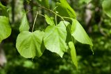 Tilia cordata. Верхушка веточки с молодыми побегами. Ленинградская обл., Ломоносовский р-н, дер. Гостилицы, парк. 20.05.2018.