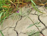 Vicia angustifolia. Цветущее растение. Дагестан, юж. окр. Махачкалы, берег р. Черкесозень. 07.05.2018.