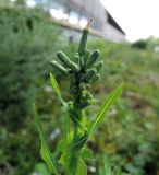 Lactuca serriola