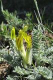 Astragalus xipholobus