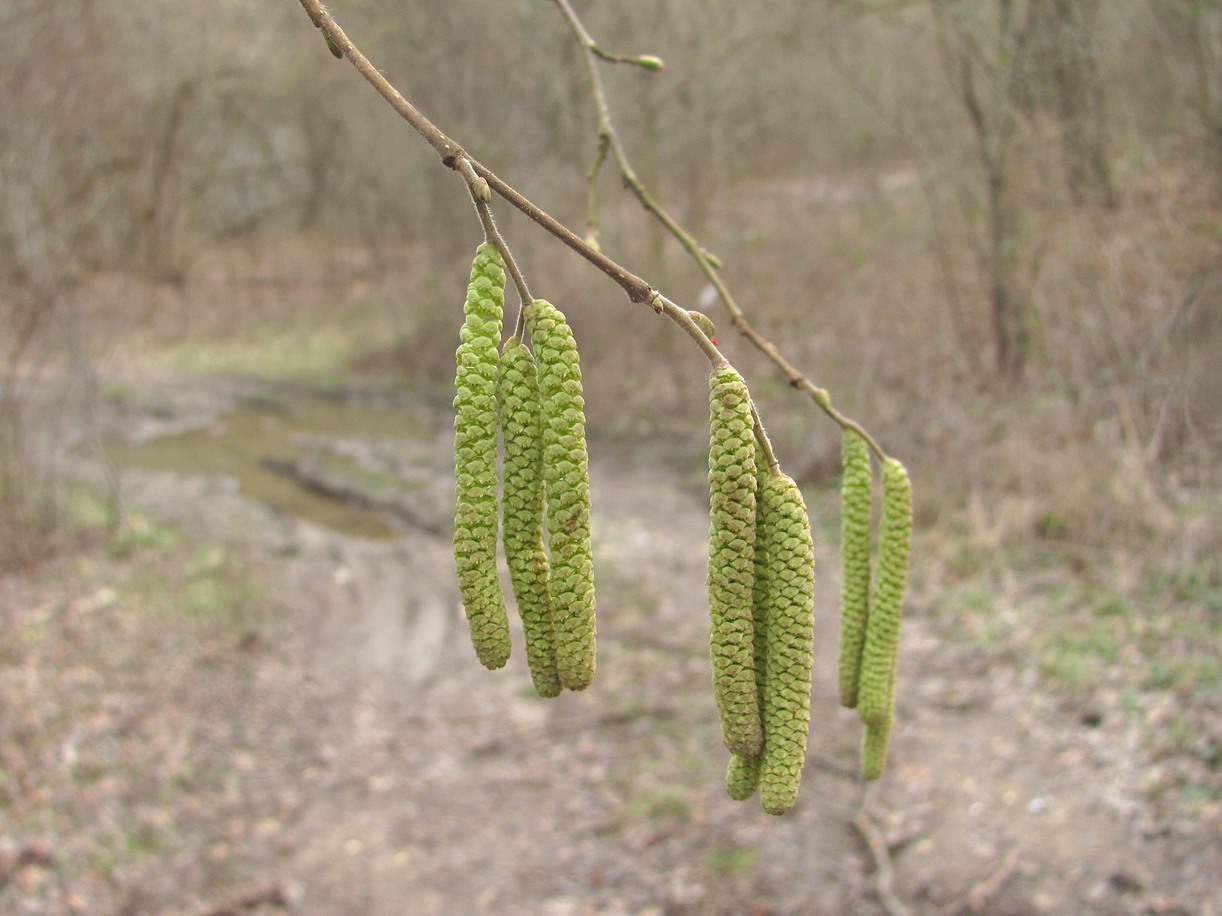 Image of Corylus avellana specimen.