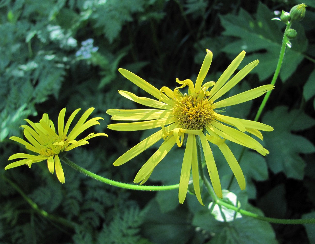 Изображение особи Doronicum macrophyllum.