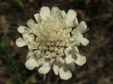 Scabiosa praemontana